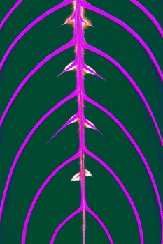 F 067B